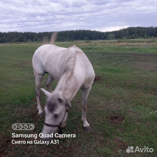 Лошади пром кабылу 10 лет