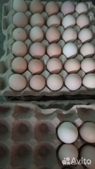 Яйца куриные деревенские