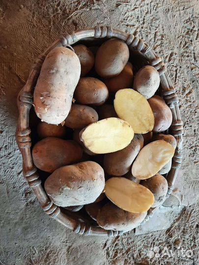 Продам картофель