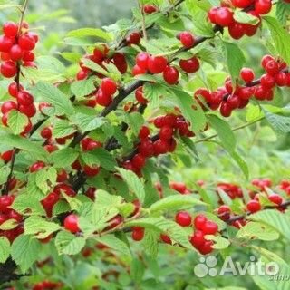 Вишня войлочная