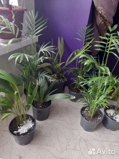 Пальмы(хамедорея,арека,сабаль)