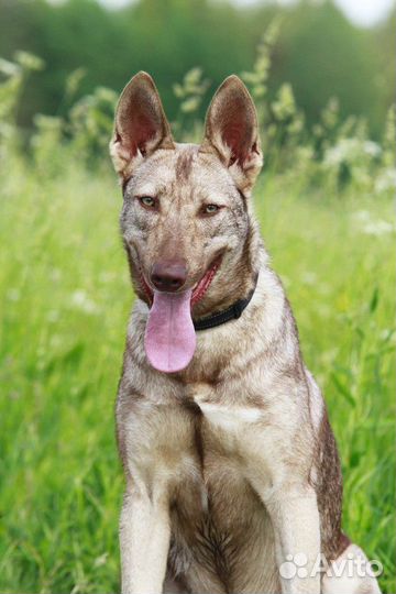 Приютская собачка