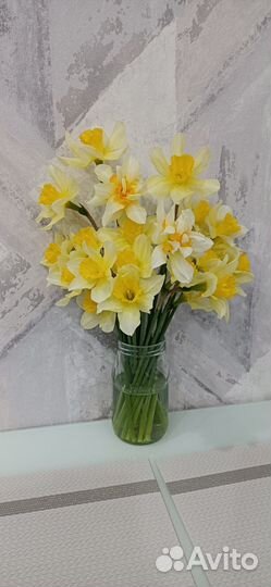 Нарциссы на срез и луковицы, крыжовник