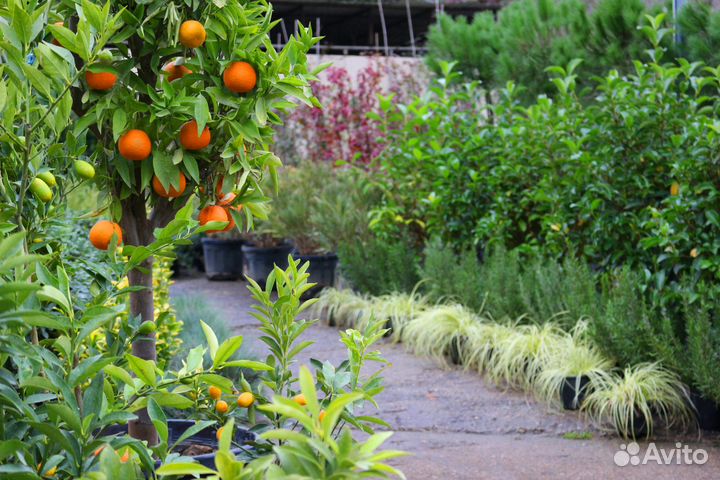 Питомник растений - Изумрудный Город