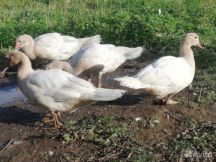 Индоутки (Мускусные утки) Серебро