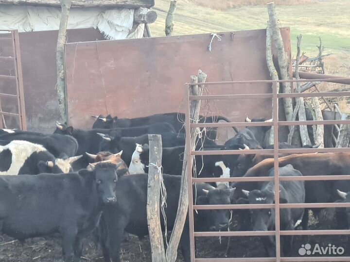 Телята мясной породы бычки