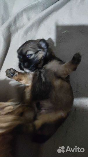 Щенки пекинеса