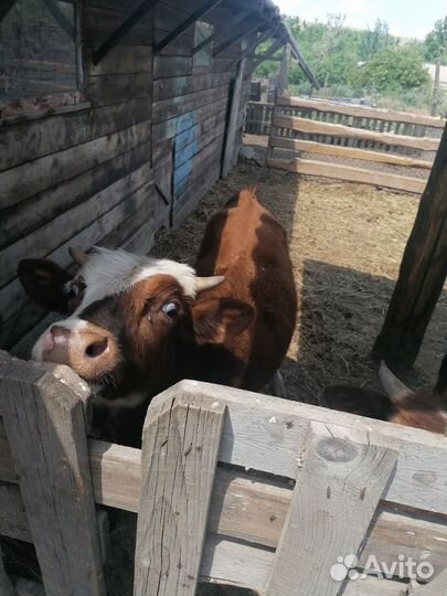 Быки и тёлочки