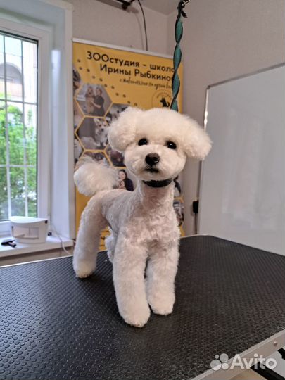 Стрижка собак и кошек. Обучение грумингу