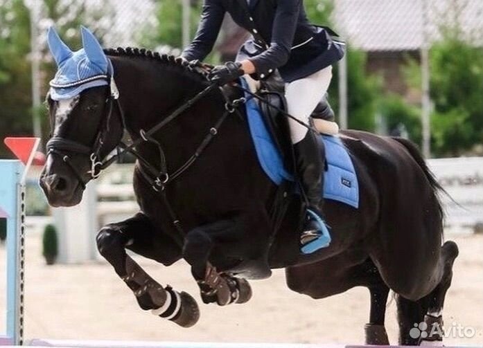 Вальтрап конкурный