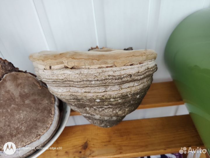 Гриб трутовик