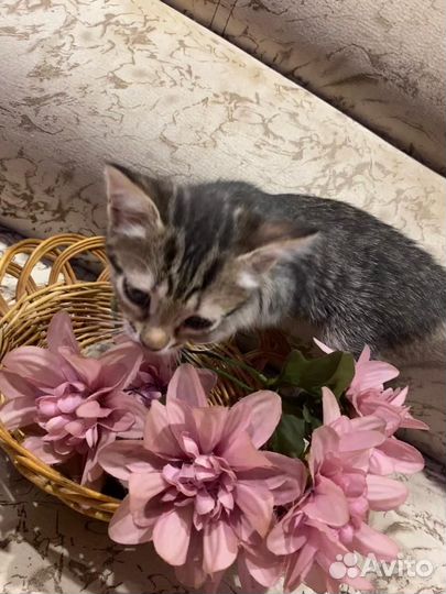 Свежий урожай котят