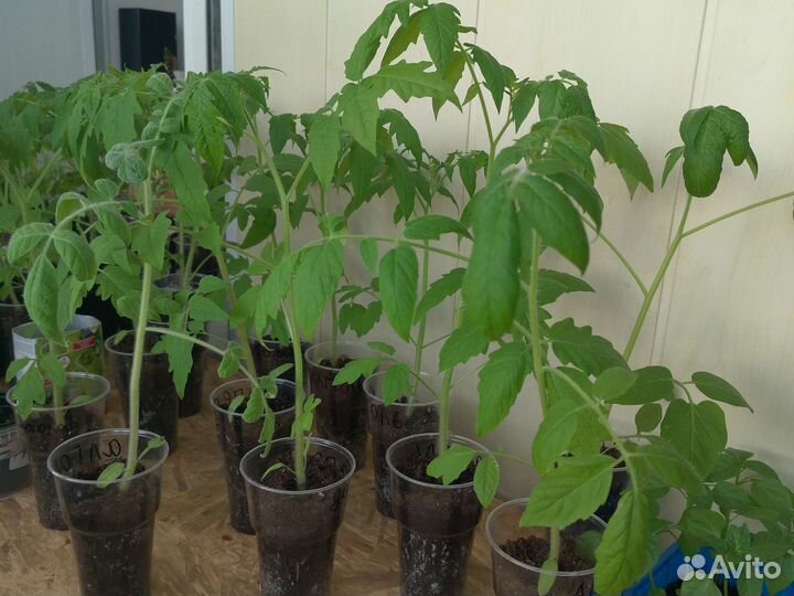 Рассада помидор