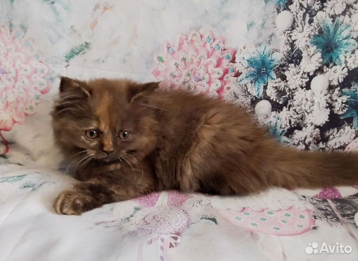 Британочка