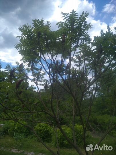 Саженцы липы, сумаха оленерогого,каштана