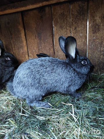 Кролики,самки, крольчата объявление продам