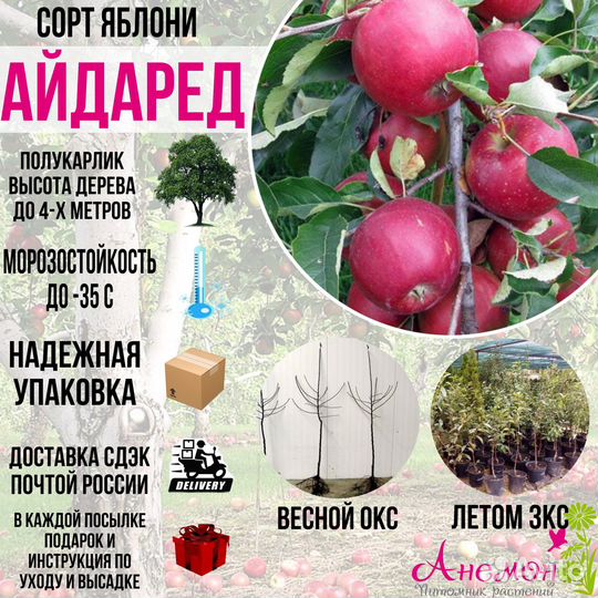 Саженцы Яблони, Яблоня Колонновидная