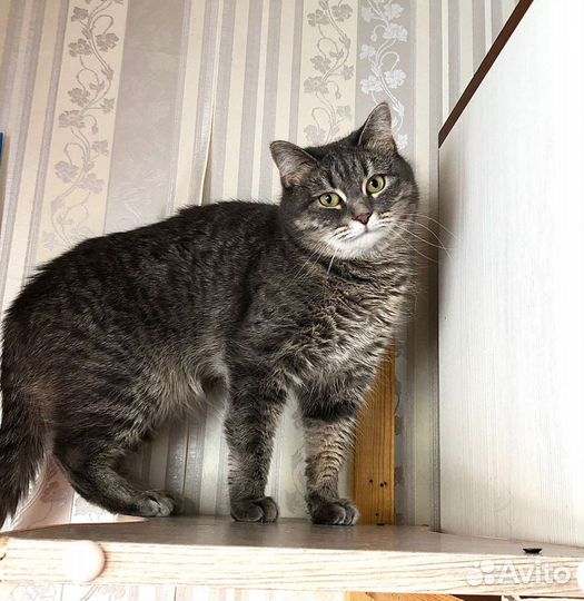 Кошечка в дар