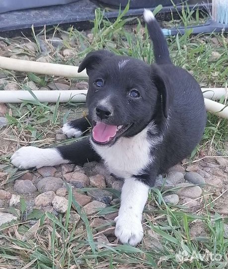 Собаки бесплатно в добрые руки щенки