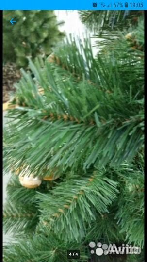 Елка искусственная Клеопатра Царь - елка 210 см