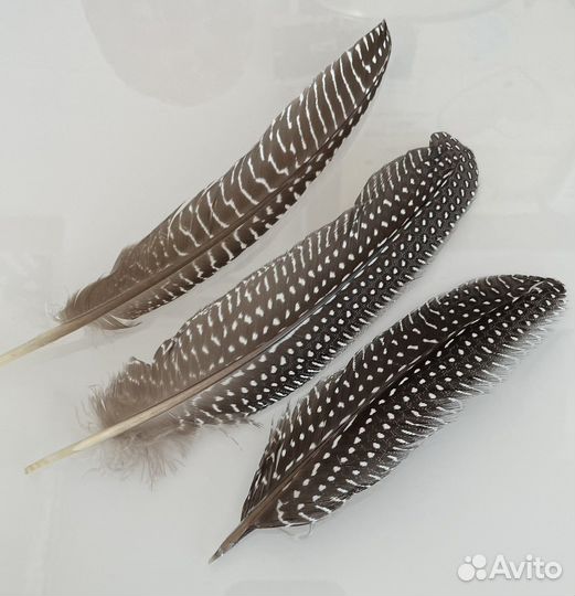 Перья декоративные