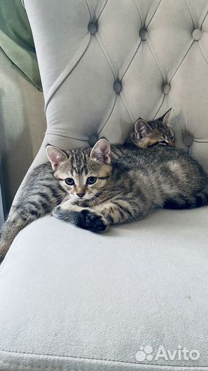 Британские котята