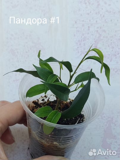 Фикусы Сафари, Пандора, мини Барок, Кинки и др