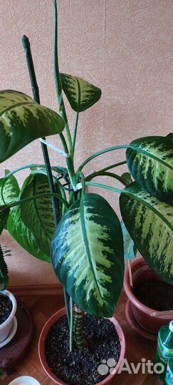 Диффенбахия