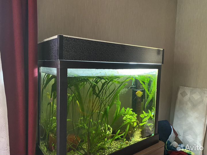 Аквариум с рыбками