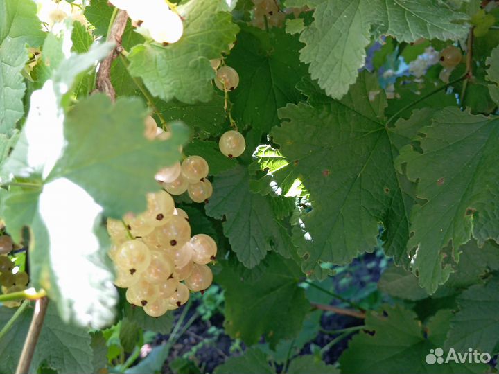 Смородина красная, белая, чёрная