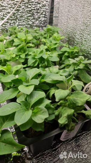 Укоренненные черенки петуний вегетанивных и др