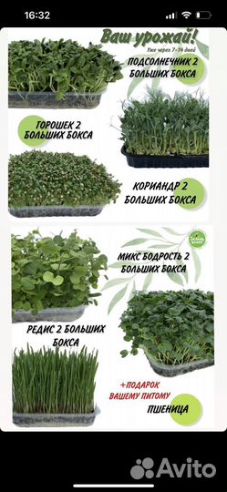 Набор для выращивания микрозелени