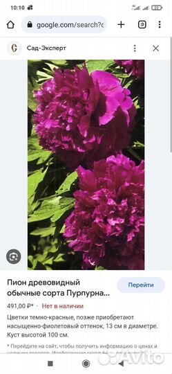 Бордовые и розовые пионы, белая ароматная лилия