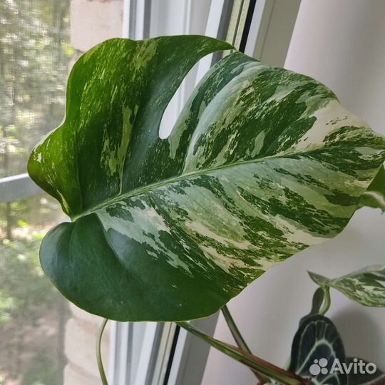 Монстера альба