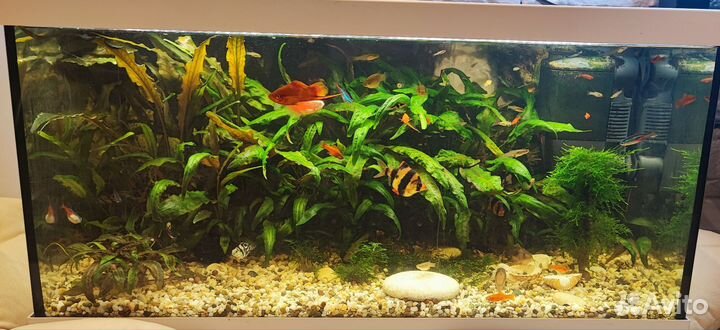 Аквариум Eheim Aquastar 54 LED, белый, 54 л. Б/У