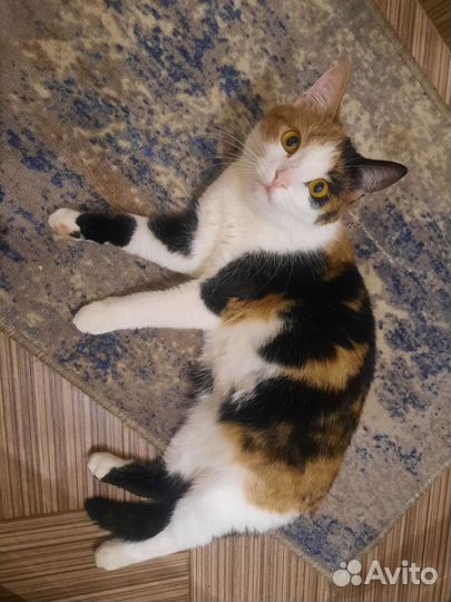 Кошечка в добрые руки