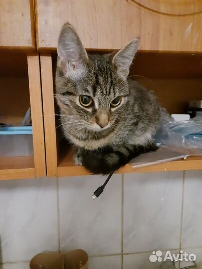 Котята, мальчишк и девочка, 6 месяцев