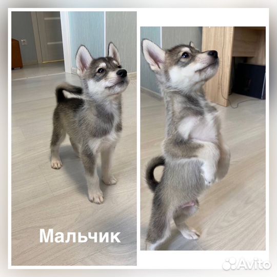 Щенки сибирской хаски