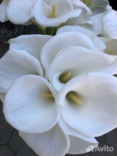 Белая калла