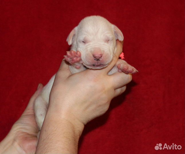 Аргентинский дог щенки литера «М»