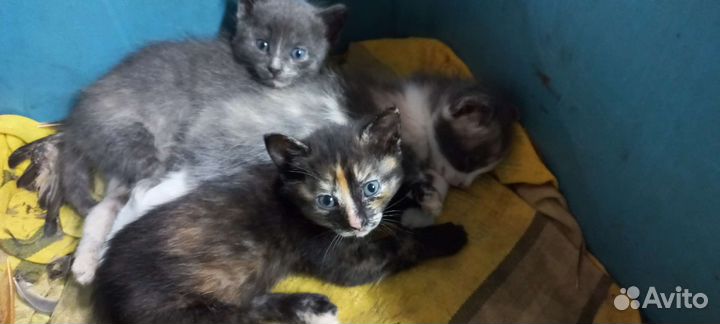 Котята в добрые руки