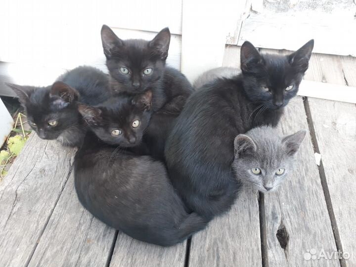 Котята в добрые руки