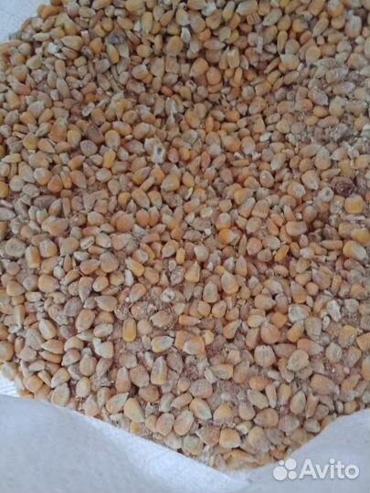 Пьяная кукуруза для рыбалки