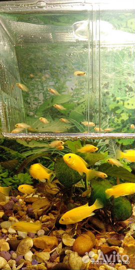 Лабидохромис Еллоу