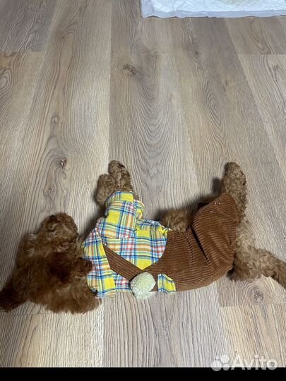 Костюм для щенков мелких пород