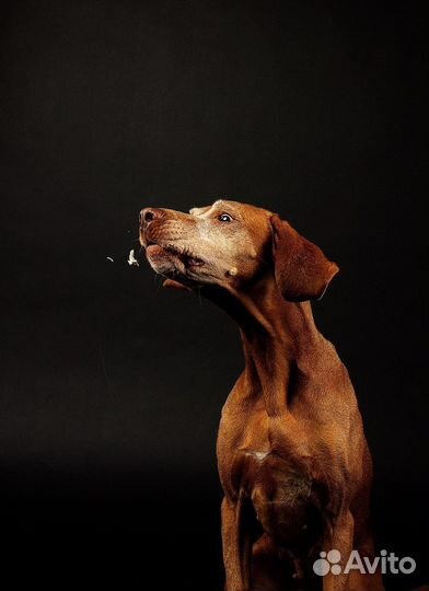 Фотограф-анималист