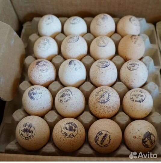 Инкубационное яйцо