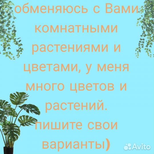 Комнатные растения цветы обмен