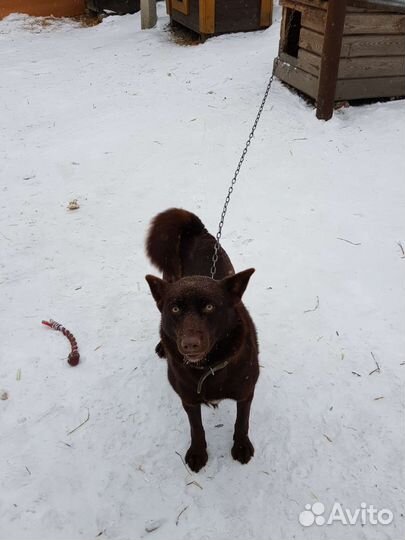 Шоколадка в добрые руки