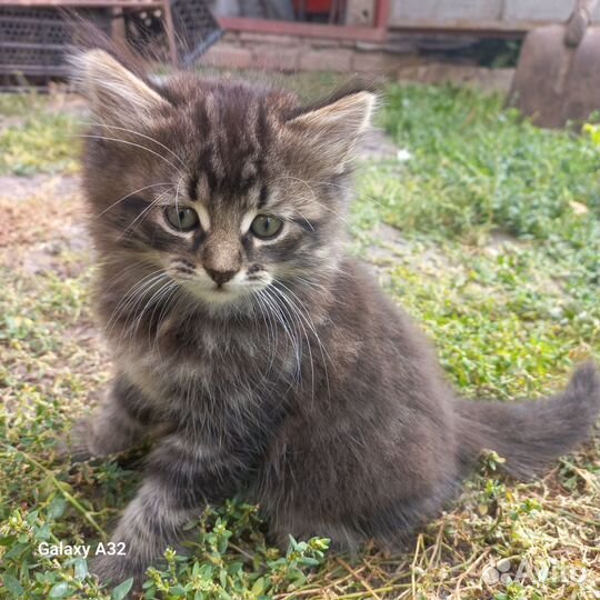 Кошка в дар бесплатно